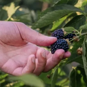 Kada saditi kupine i kako do bogate berbe?