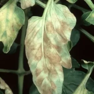 Cladosporium pjegavost rajčice (crna rajčica)