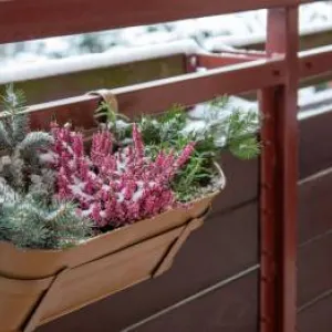 Lijepo i zimi! Nabavite ove biljke otporne na mraz za svoj balkon
