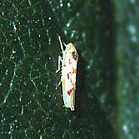 Stolbur paprike