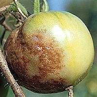 Phytophthora rajčice