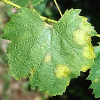 Peronospora vinove loze