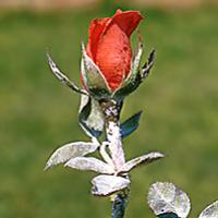 Pepelnica ruža