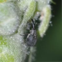 Cvijet jagode