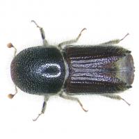Spruce gobbler