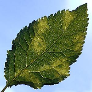 Hrpa šljiva