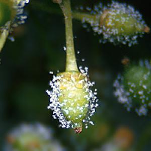 Peronospora vinove loze