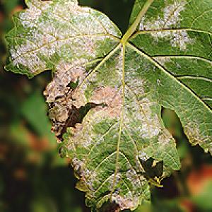 Peronospora vinove loze