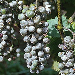Pepelnica vinove loze