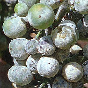 Pepelnica vinove loze