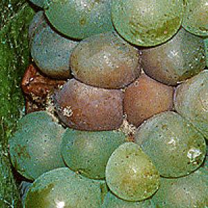 Botritis (siva plijesan) vinove loze