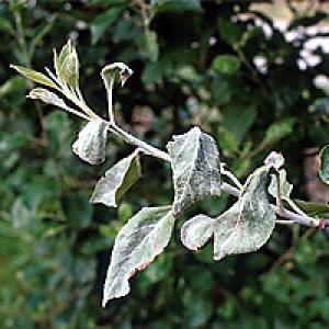 Pepelnica jabuke