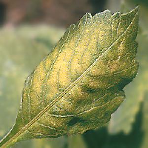 Grinje