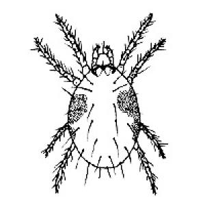 Grinje
