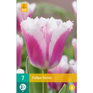 Siesta tulipana "C"