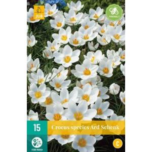 Crocus Ard Schenk "C"