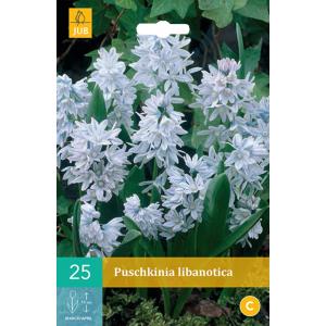 Pjenušava Puschkinia Libanotica "B"