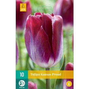 Tulip Kansas Proud "C"