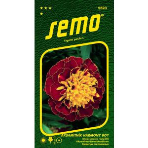 Semo Velvet razotkrio je Harmony Boy 30s