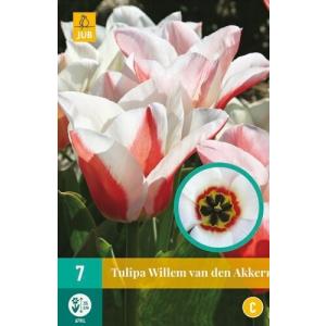 Tulipan Willem Van Den Akker "C"