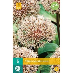 Češnjak Allium Karataviense "B"
