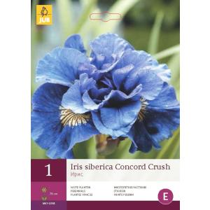 Iris SIBERICA CONCORD CRUSH "B"