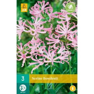 "B" Nerine Bowden