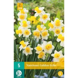 Narcis Zlatni odjek "C"