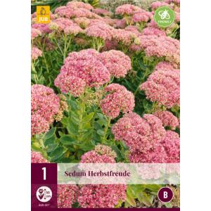 Sedum HERBSTFREUDE "B"