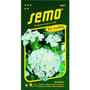 Semo Pelargonia banded white 11s
