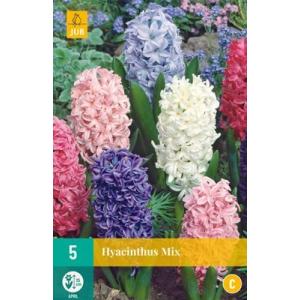 Hyacinth Single Mix veličina 15 16 "C"