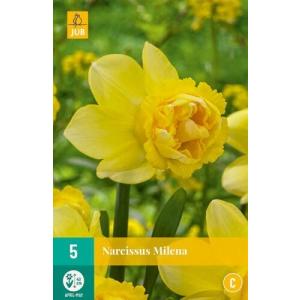 Narcis Milena "C"