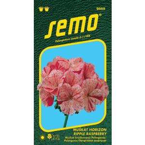 Semo Pelargonia banded Horizon Ripple Raspberry 11s