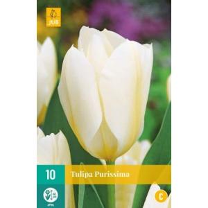 Tulipan Purissima "C"