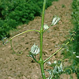 Oštećenja vinove loze rastnim herbicidima
