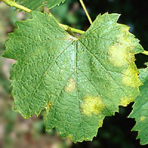 Peronospora vinove loze