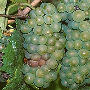 Botritis (siva plijesan) vinove loze