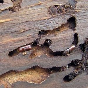 Insekti ispod kore