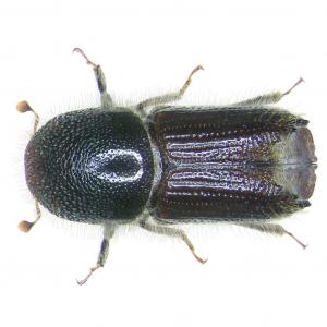 Spruce gobbler