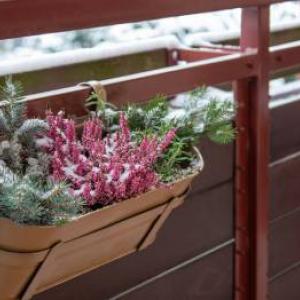 Lijepo i zimi! Nabavite ove biljke otporne na mraz za svoj balkon