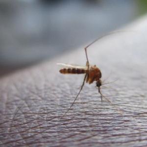 Zašto komarci grizu i zašto neki ljudi grizu više? Znamo i kako ih se riješiti